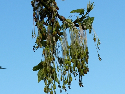 {Acer negundo}